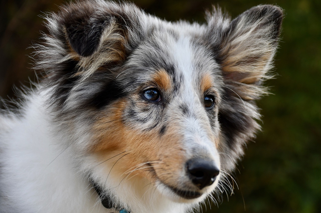 Understanding the Unique Traits of the Icelandic Sheepdog